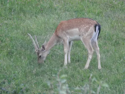 Damwild, Damhirsch, Spießer