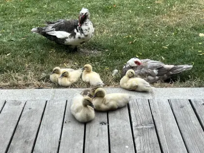 Barbarie-Enten (Moschus-, Warzenenten)