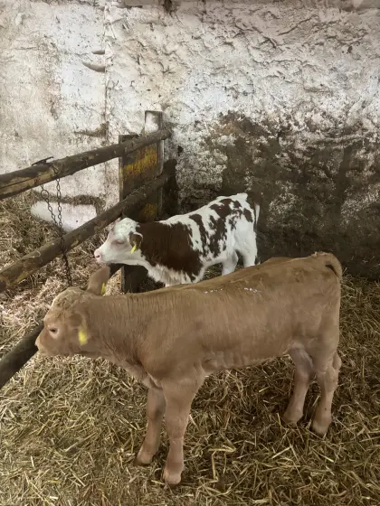 Verkaufe Bio-Kälber