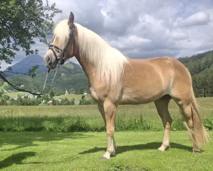 Anschy-Ha, Haflinger-Stute