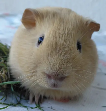 2 süße Meerschweinchenböckchen