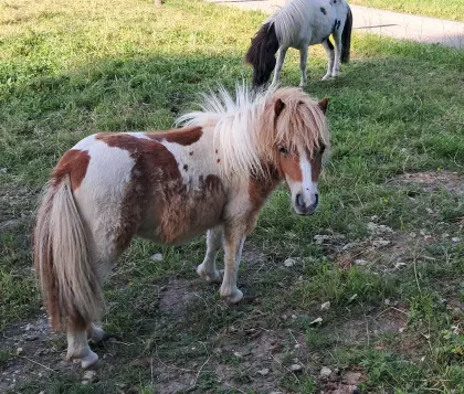 Minishetland-Goldprämien-Stutjährling