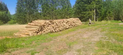 Brennholz