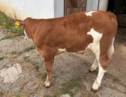 Stierkalb Fleckvieh