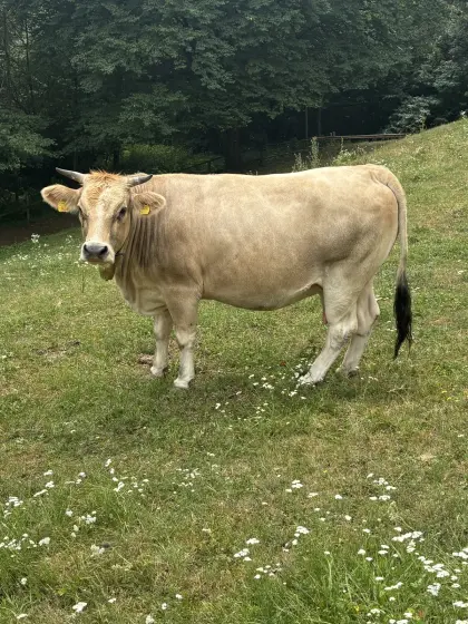 Trächtige Murbodner Kuh