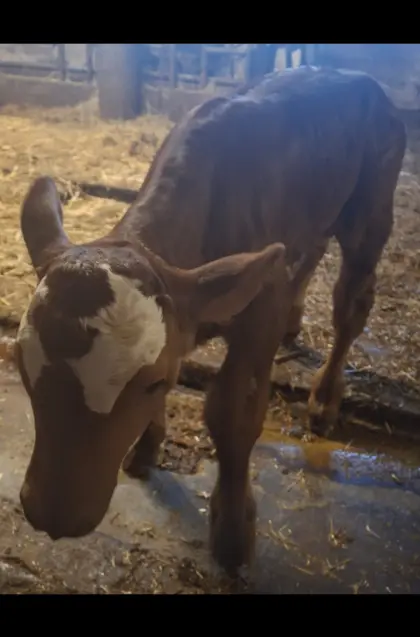 Bio-Stierkalb