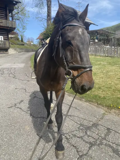 Lieber Warmblut-Wallach
