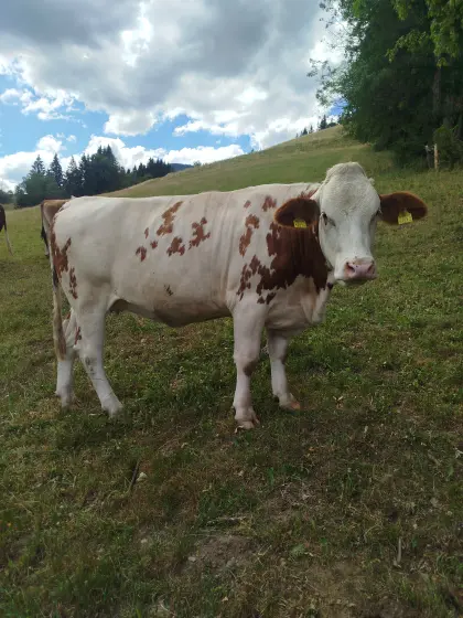 Trächtige Bio-Kalbin