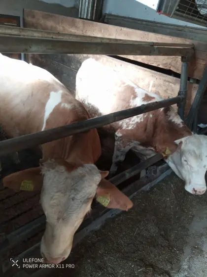Stier