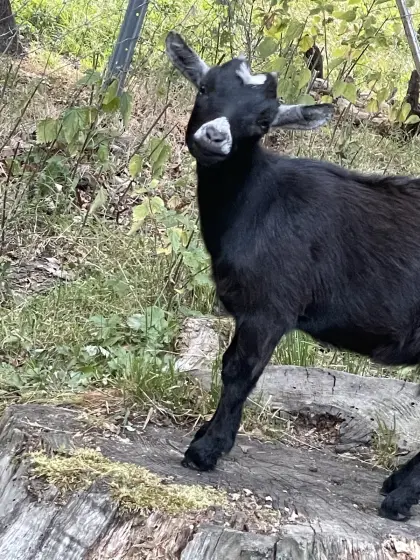 Zwergziegen