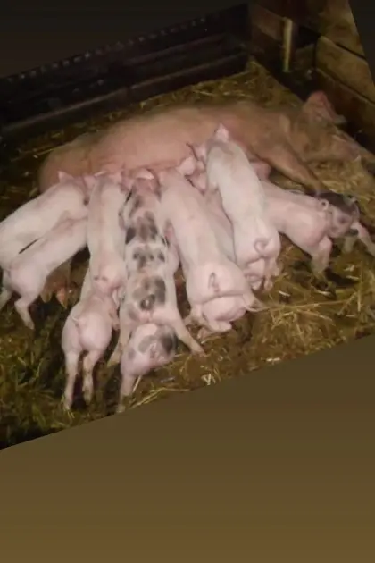 Ferkel abzugeben.