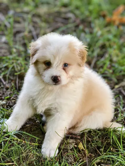 Australian Shepherd mit Ahnentafel
