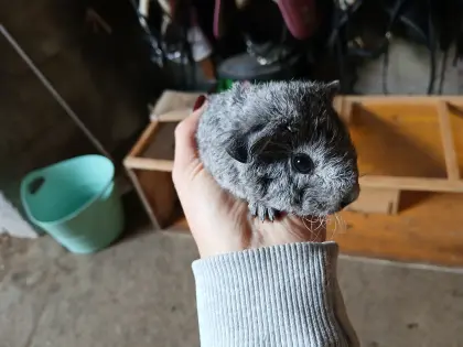 US Teddy Meerschweinchen