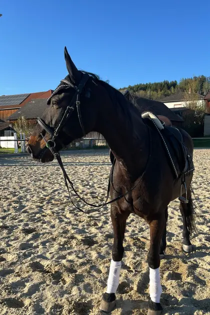 Reitbeteiligung gesucht