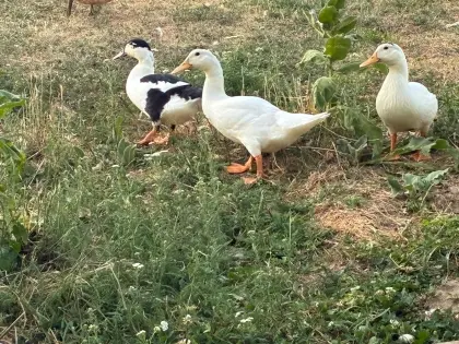 Enten (Moschus/Peking)