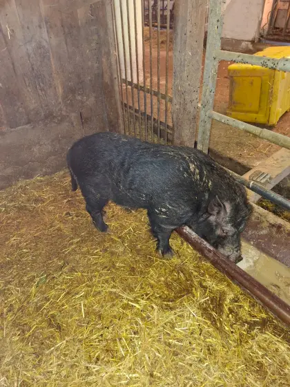 Mini-Hängebauchschwein Eber