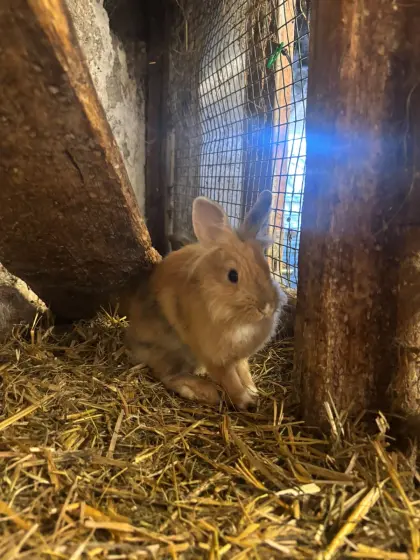 Löwenkopf-Minirex-Mischling-Hasen