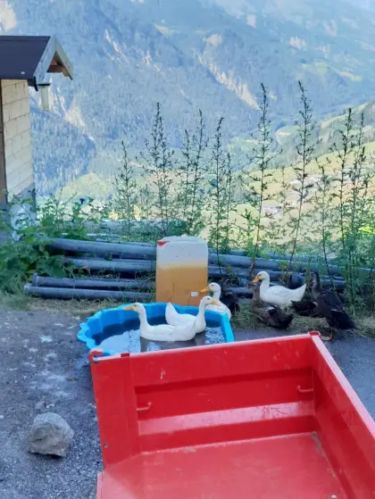 Laufenten abzugeben