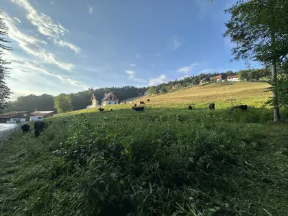 Wagyu-Kuh 100 %, 2018, Stier 100 %, 2022