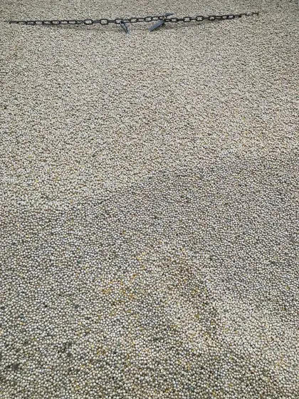 Erbsen