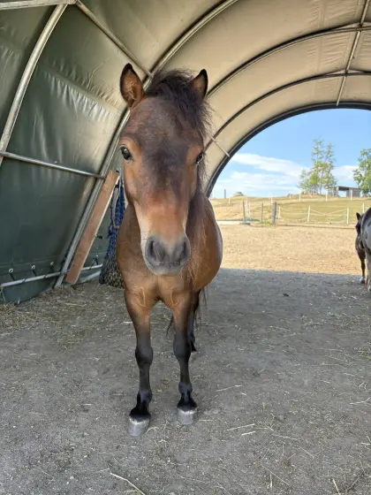 Pony-Wallach