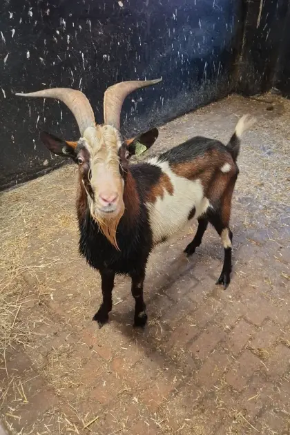 Tauernschecke Bock zu verkaufen