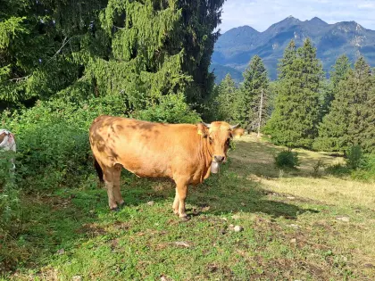 Murnau Werdenfelser Mutterkuh