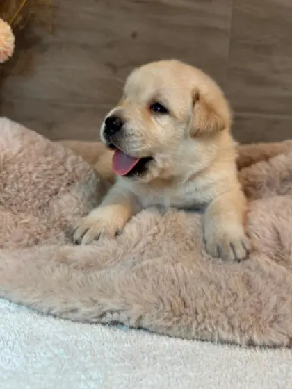 Labradorwelpen