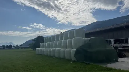 Maisballen Ernte 2026