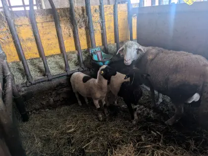 Mutterschaf mit Lämmern