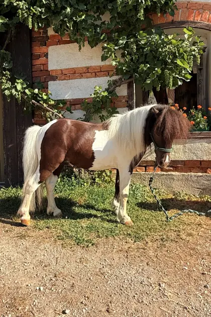 Ausgesprochen schicker American Miniature Horse Hengst