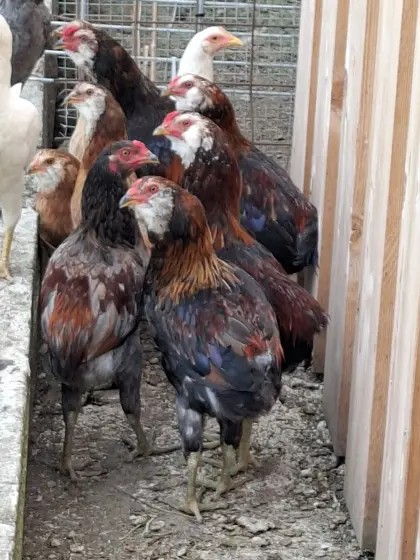 Araucana Hähne