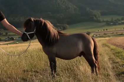 Mini-Shetlandpony-Hengst in Sonderfarbe