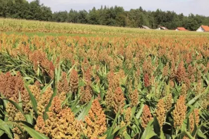 Bio-Sorghum zum Vorbestellen