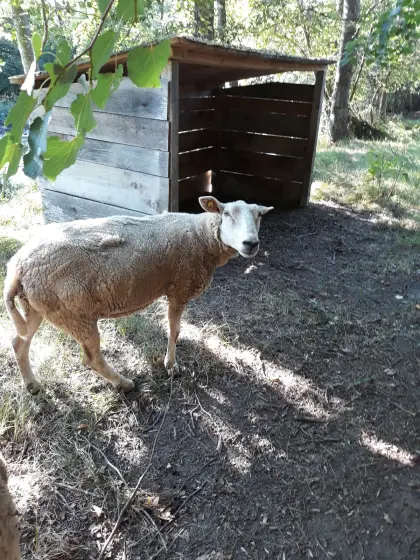 Texel-Schaf
