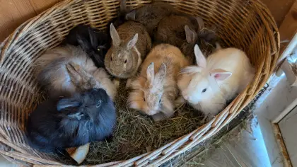 Löwenkopf-Zwergkaninchen in verschiedenen Farben