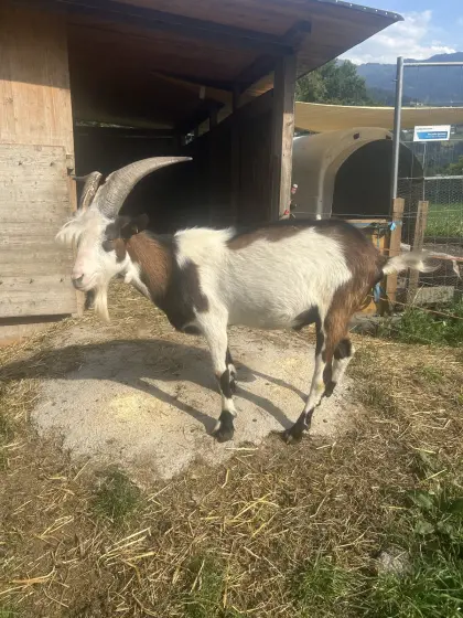 Tauernschecken-Bock