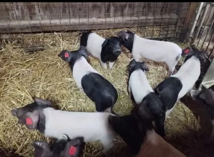 Ferkel