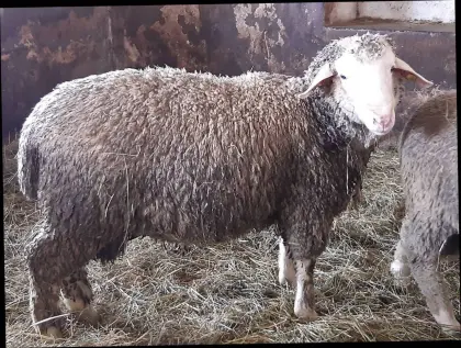 Merino-Widder