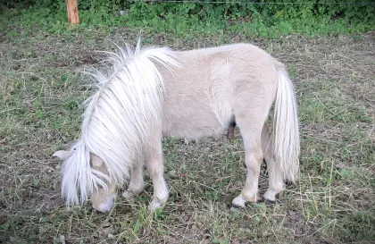 Minishetland Hengstjährling Teisenbergs Orlando
