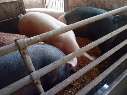 Trächtige Duroc