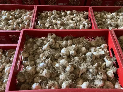 Knoblauch