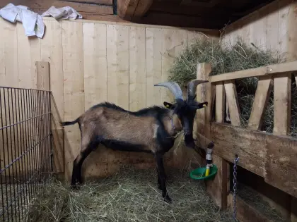 GGZ-Bock