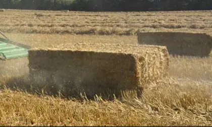 Auf der Suche nach Stroh