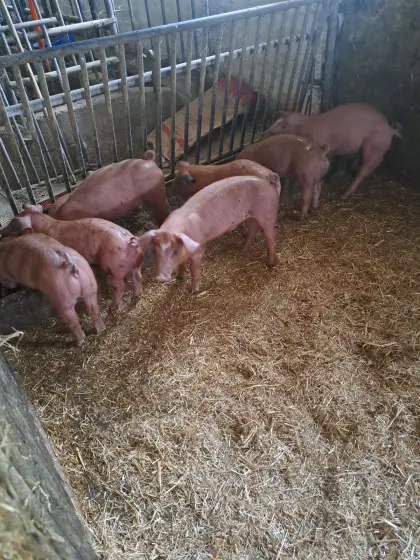 Duroc/Pietrain Ferkel