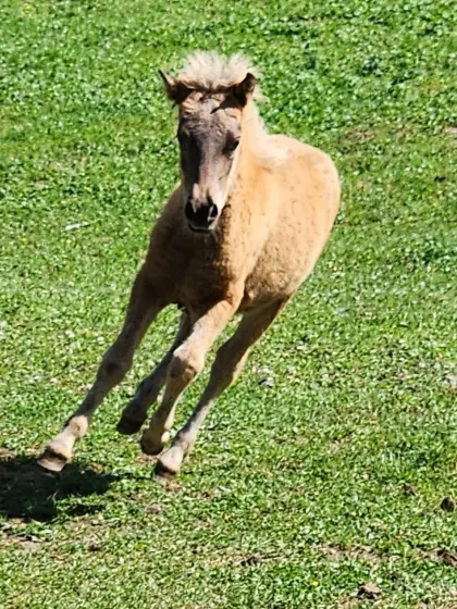 Pony-Stute, Fohlen