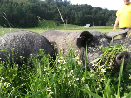 Alpenschweine, Ferkel und Zuchttiere