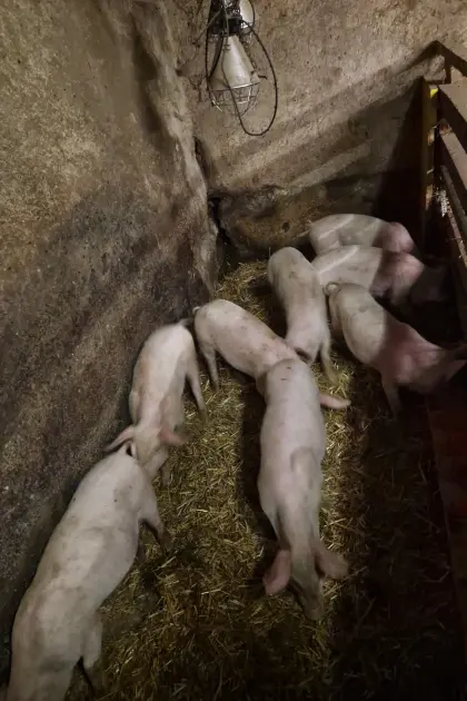 Ferkel abzugeben Bentheimer, Edelschwein Mischlinge