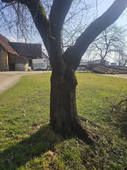 Baumstamm Weichsel Sauerkirsche