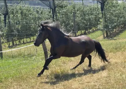 Športna poni kobila